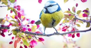 Fotografía de aves digitales: consejos para capturar su belleza en vuelo