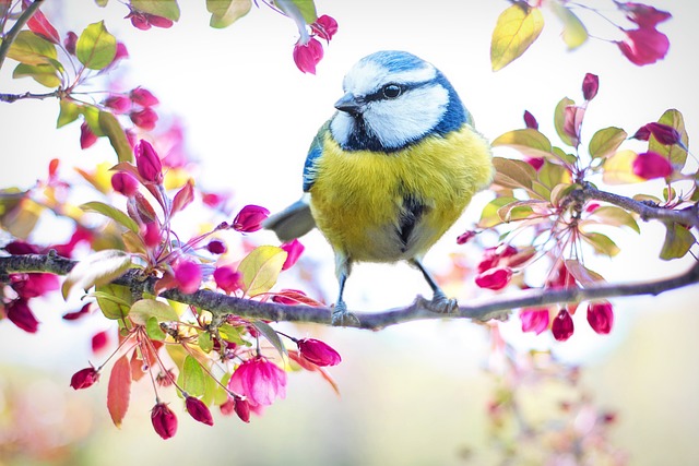 Fotografía de aves digitales: consejos para capturar su belleza en vuelo
